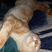 Milo joined the competition — help win amazing prizes! blanket, cat, closeup, cozy, cute, domestic_animal, feline, fur, indoor, mammal, nose, orange_tabby, paws, pet, relaxing, resting, sleeping, soft, stretching, whiskers