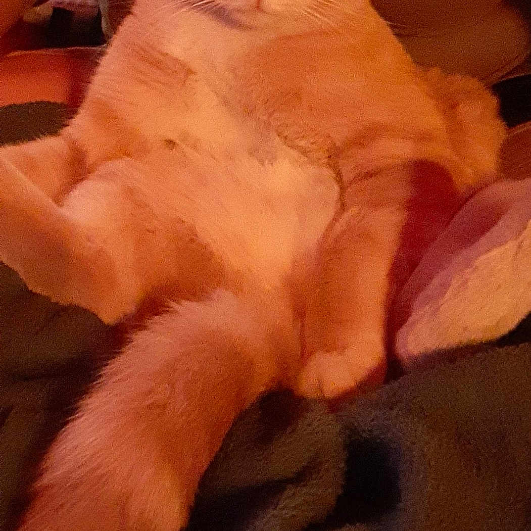 Milo is registered to the contest to win money with this photo: animal, arm, blanket, cat, close_up, comfort, cozy, cute, domestic_cat, feline, fur, human, indoor, orange_cat, pet, portrait, relaxed, sitting, warm_lighting, whiskers