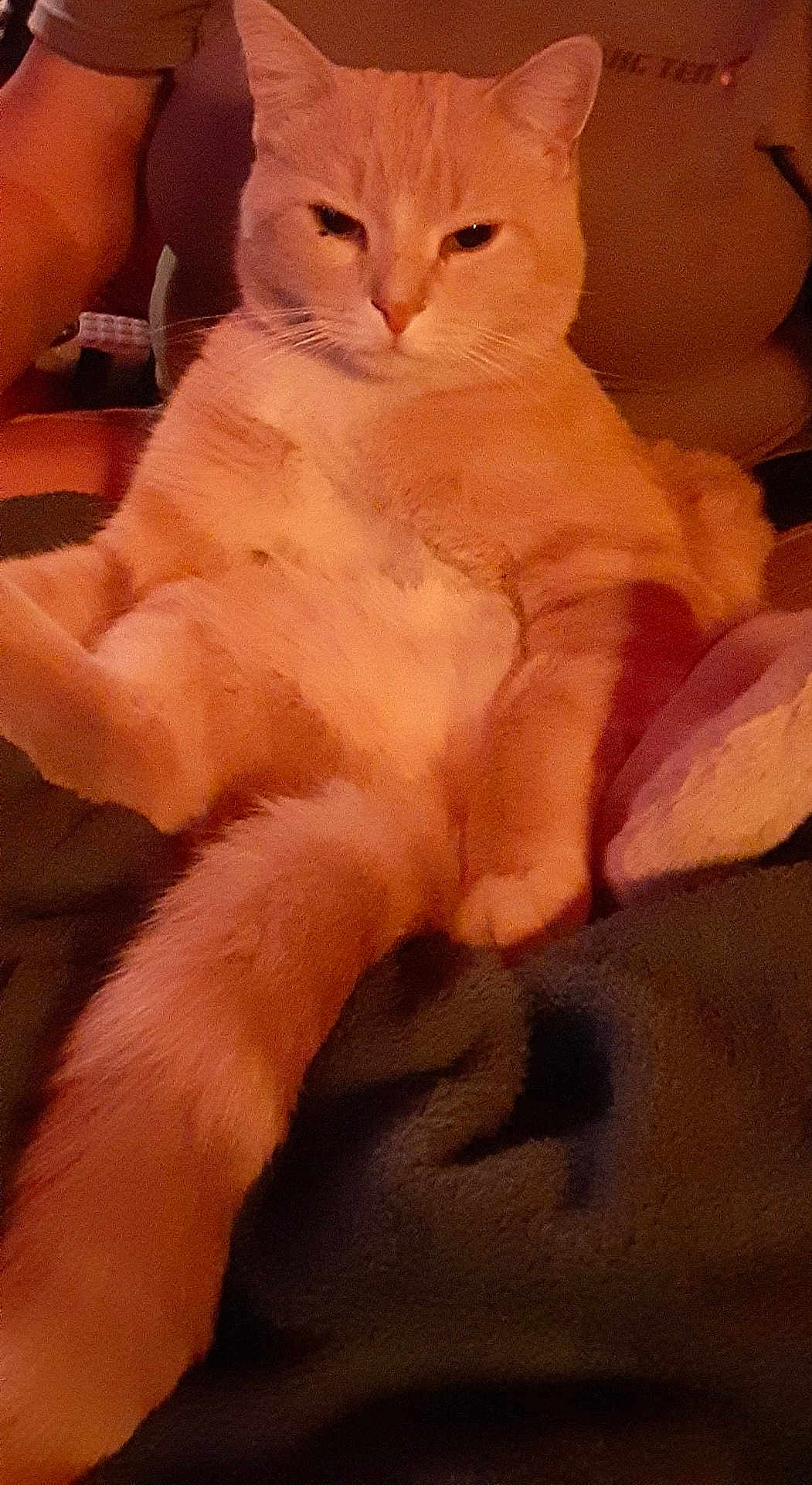 Milo is registered to the contest to win money with this photo: animal, arm, blanket, cat, close_up, comfort, cozy, cute, domestic_cat, feline, fur, human, indoor, orange_cat, pet, portrait, relaxed, sitting, warm_lighting, whiskers