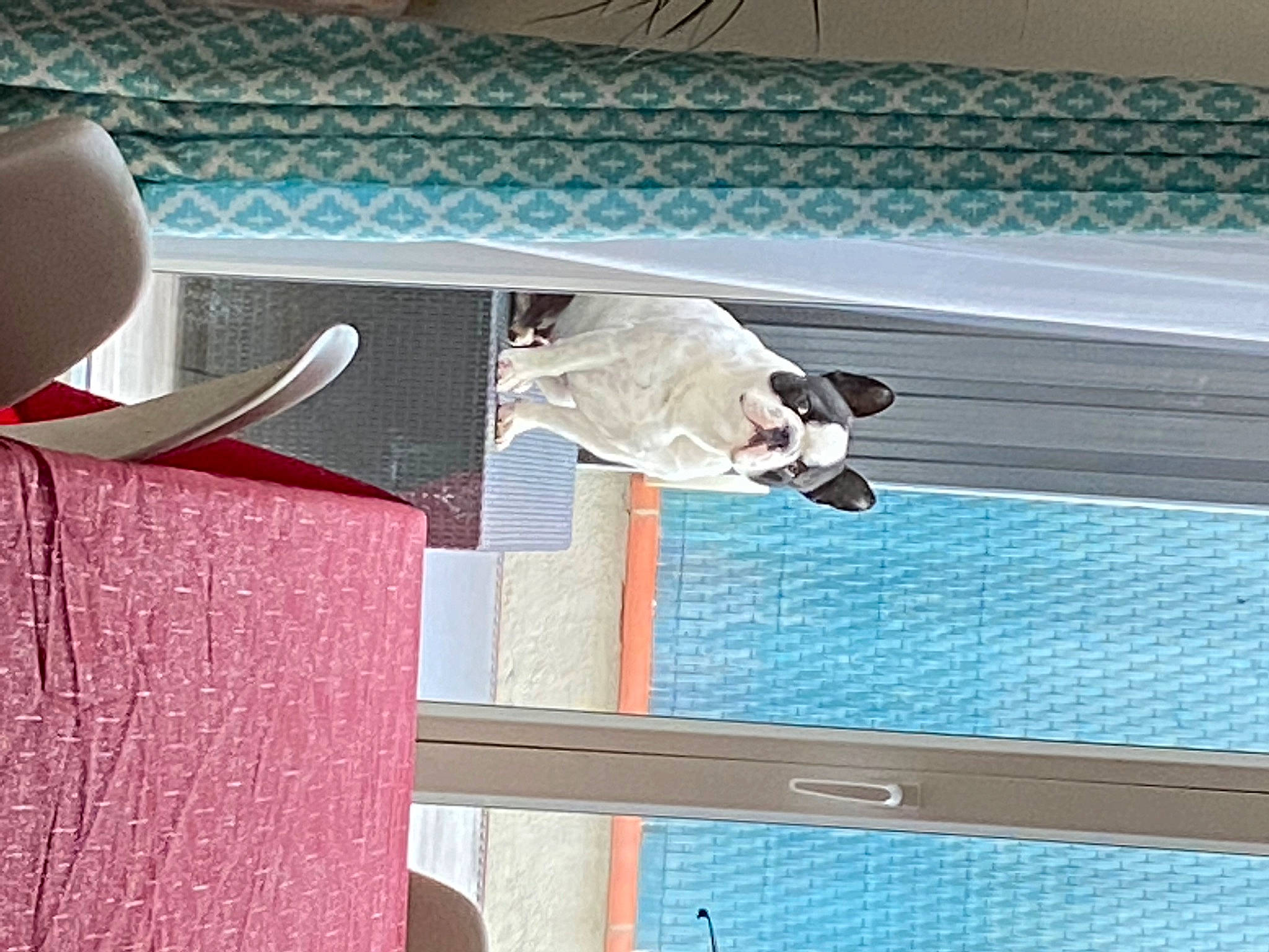 Rossi a rejoint le concours — aidez-le/la à gagner de superbes lots ! azure, carmine, carnivore, cutlery, dog, eyewear, flooring, kitchen_utensil, knife, leisure, line, linens, rectangle, sporting_group, swimming_pool, table, tableware, wall, water, wood