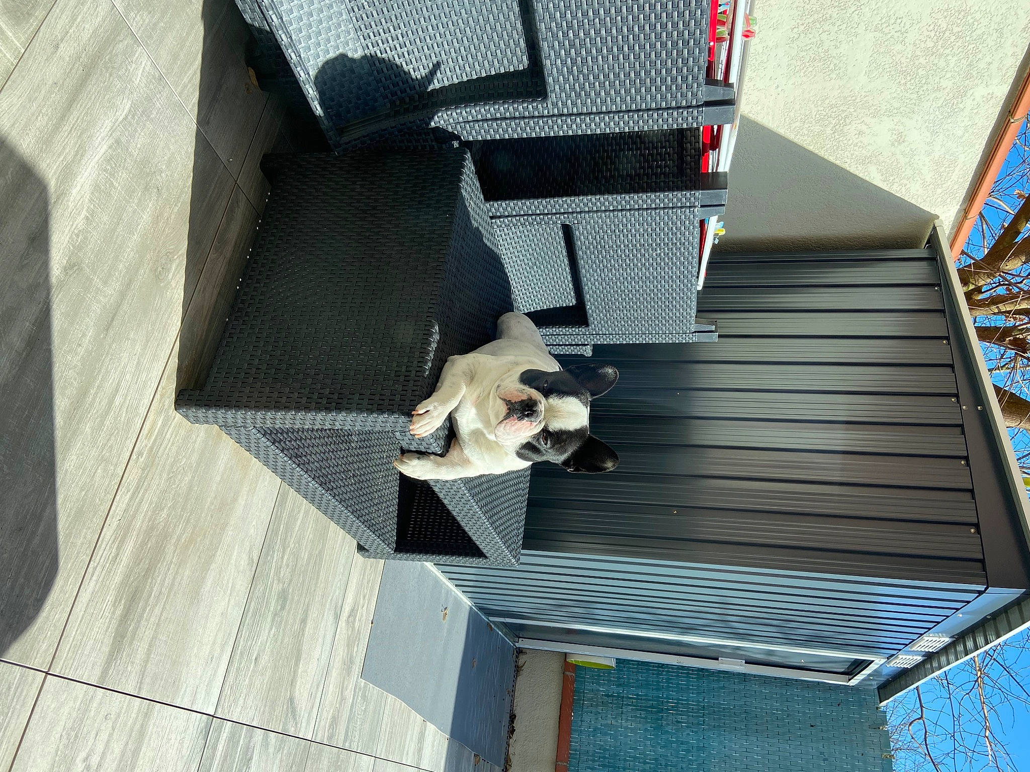 Rossi a rejoint le concours — aidez-le/la à gagner de superbes lots ! building, canidae, carnivore, daylighting, deck, dog, facade, flooring, handrail, hardwood, house, metal, pattern, pet_supply, roof, room, siding, sporting_group, stairs, wood