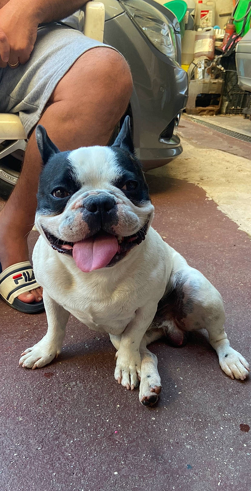 Rossi participe au concours pour gagner de l'argent avec cette photo : boston_terrier, bulldog, carnivore, chair, companion_dog, dog, dog_breed, fawn, leash, molosser, non_sporting_group, paw, road_surface, snout, sporting_group, terrestrial_animal, toy_dog, whiskers, working_animal, wrinkle