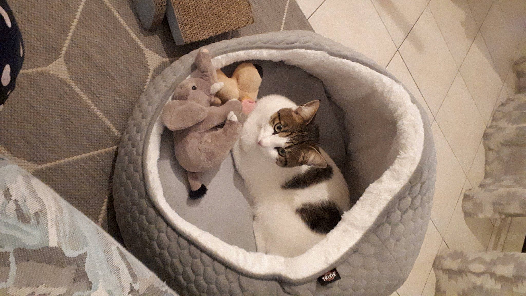 Timy a rejoint le concours — aidez-le/la à gagner de superbes lots ! basket, carnivore, cat, cat_bed, cat_supply, comfort, domestic_short_haired_cat, felidae, fur, hardwood, linens, nap, paw, pet_supply, small_to_medium_sized_cats, tail, terrestrial_animal, whiskers, wicker, wood