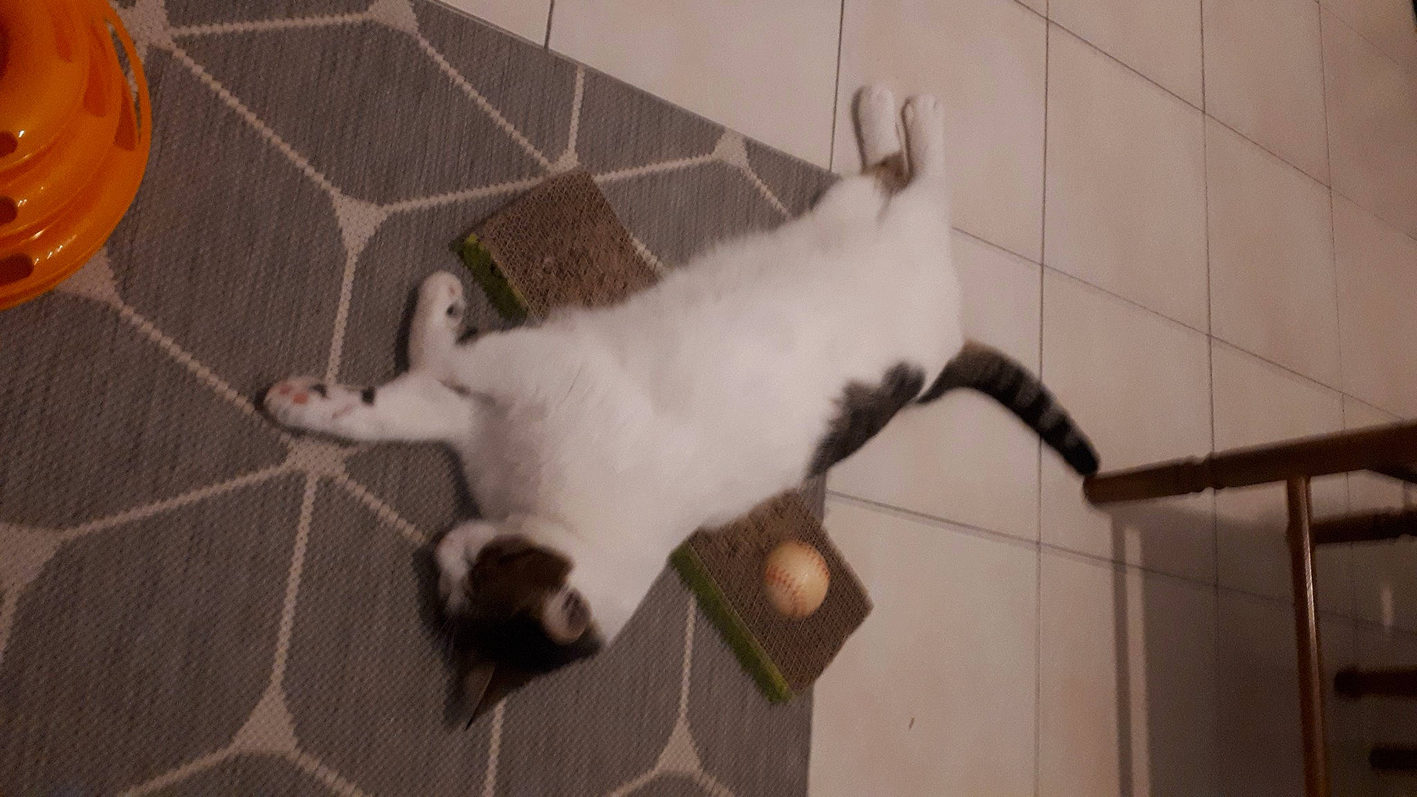 Timy a rejoint le concours — aidez-le/la à gagner de superbes lots ! animal_shelter, cage, carnivore, cat, claw, domestic_short_haired_cat, felidae, flooring, fur, mesh, paw, pet_supply, room, small_to_medium_sized_cats, snout, tail, tile, whiskers