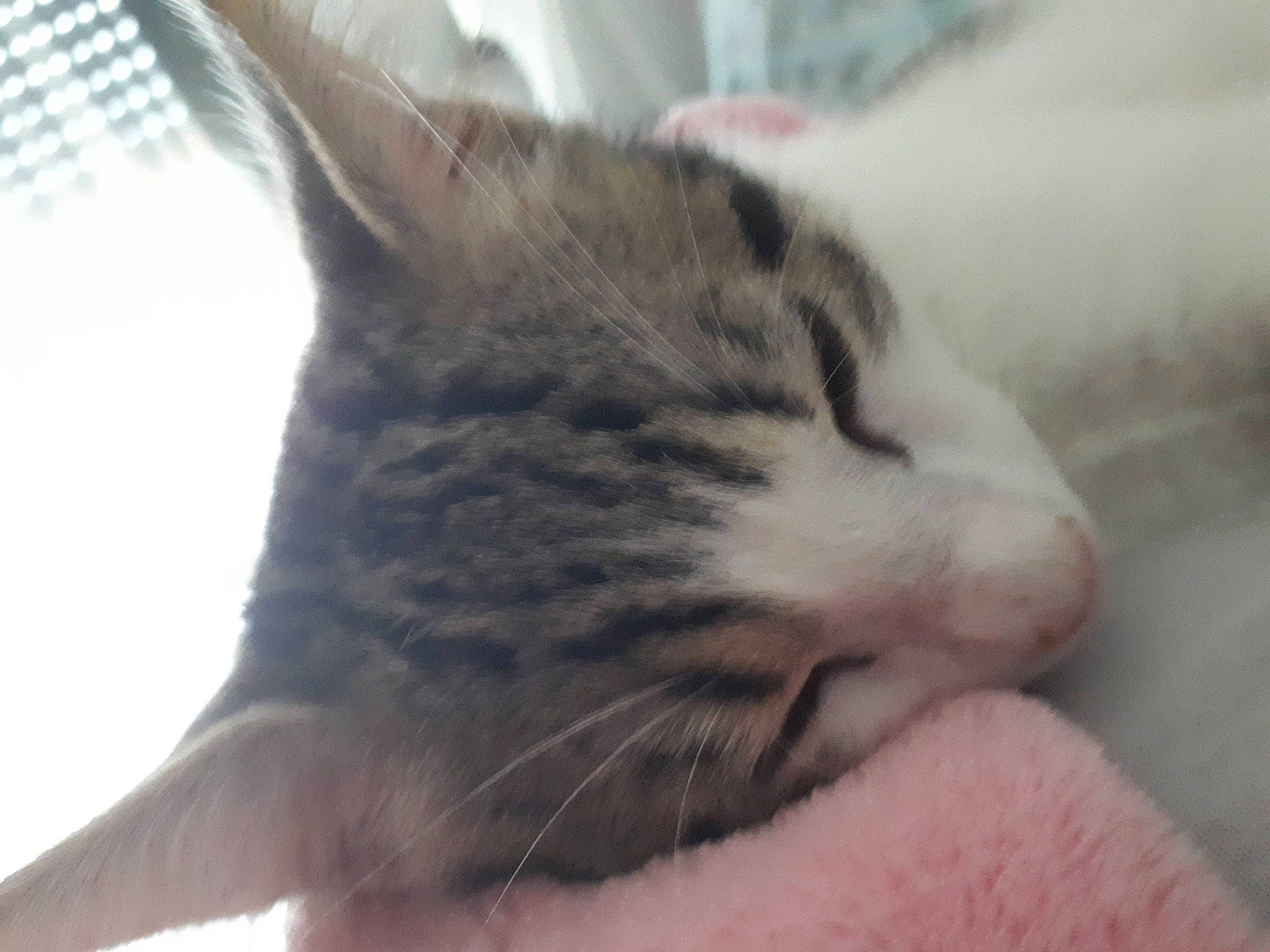 Timy a rejoint le concours — aidez-le/la à gagner de superbes lots ! carnivore, cat, comfort, domestic_short_haired_cat, ear, felidae, fur, nap, paw, small_to_medium_sized_cats, snout, whiskers