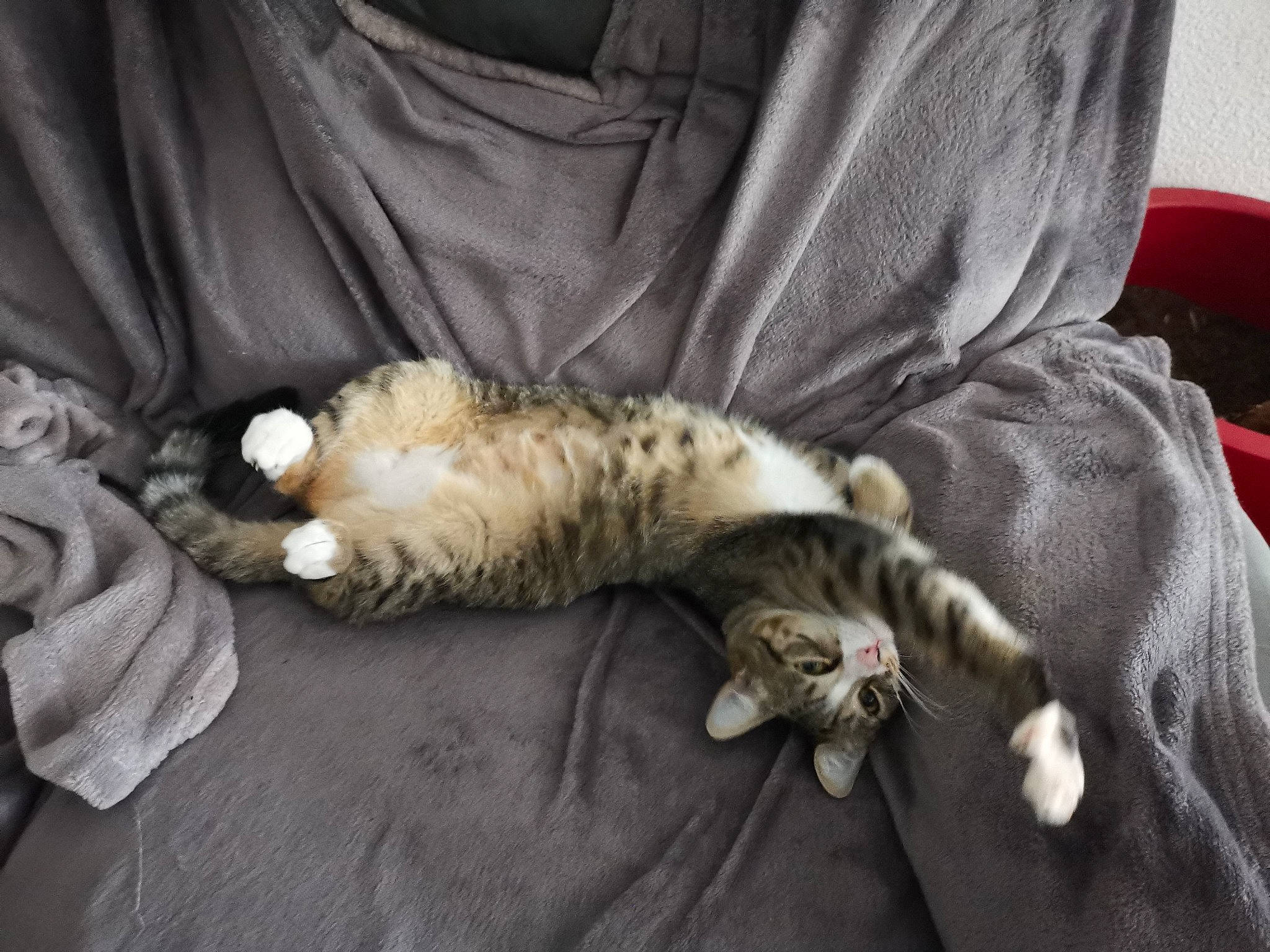 Havana participe au concours pour gagner de l'argent avec cette photo : bedding, canidae, carnivore, cat, claw, comfort, couch, domestic_short_haired_cat, duvet, felidae, fur, linens, nap, paw, room, small_to_medium_sized_cats, tail, whiskers