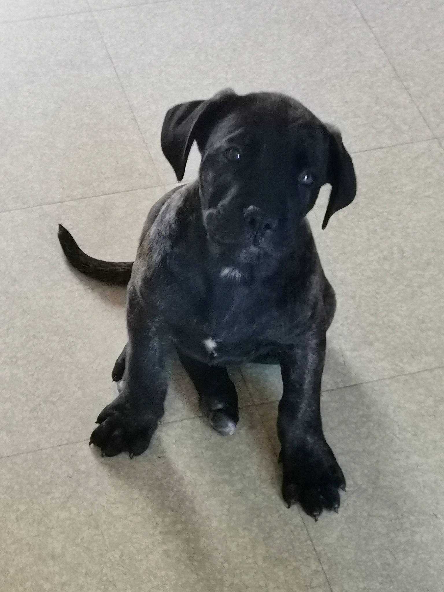 Radjah participe au concours pour gagner de l'argent avec cette photo : borador, canidae, carnivore, companion_dog, dog, dog_breed, fawn, guard_dog, hunting_dog, non_sporting_group, paw, plant, puppy, snout, sporting_group, tail, terrestrial_animal, working_animal