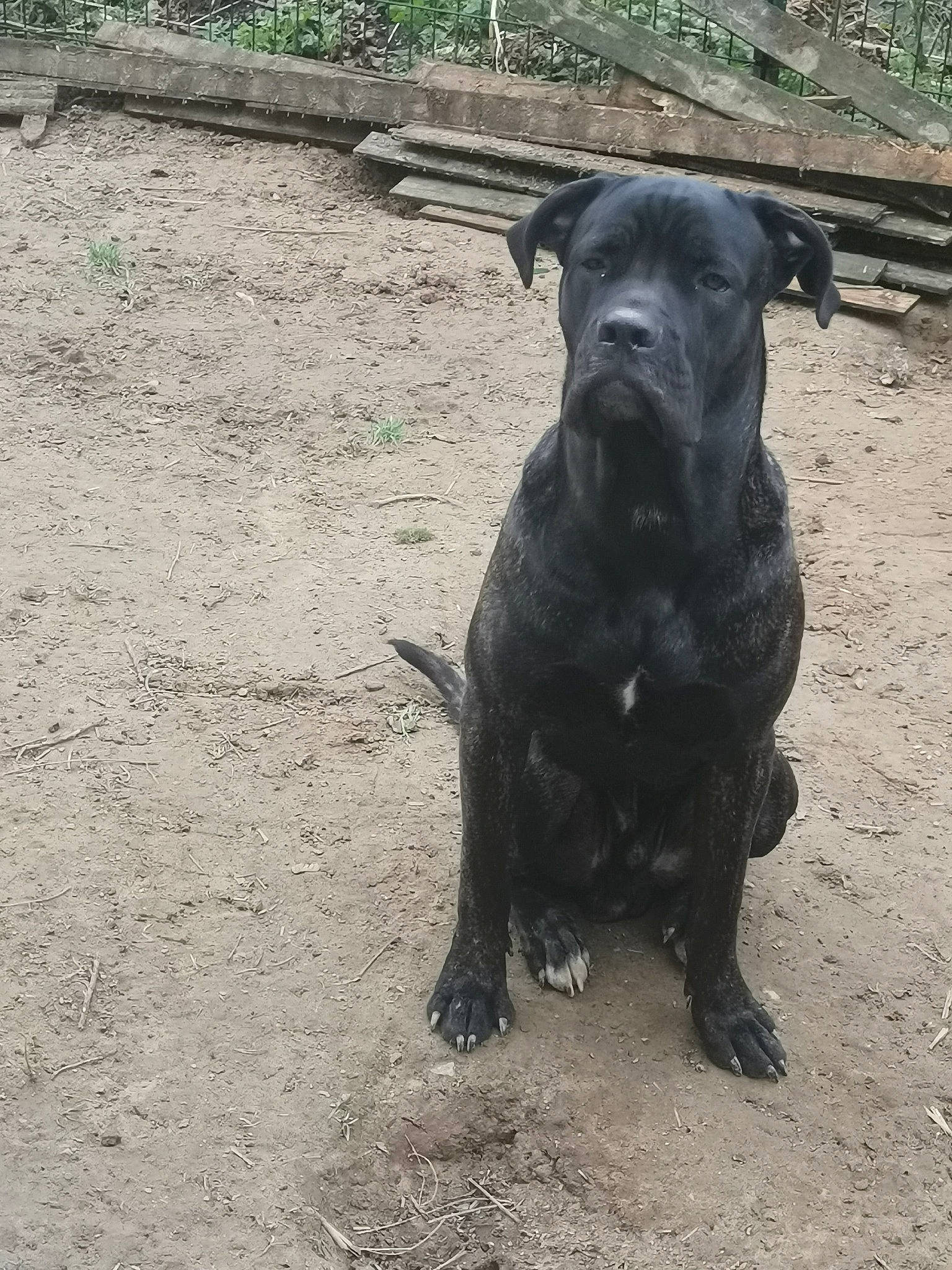 Radjah a rejoint le concours — aidez-le/la à gagner de superbes lots ! borador, canidae, carnivore, companion_dog, dog, dog_breed, fawn, guard_dog, gun_dog, hunting_dog, non_sporting_group, snout, soil, sporting_group, street_dog, tail, terrestrial_animal, working_animal, working_dog