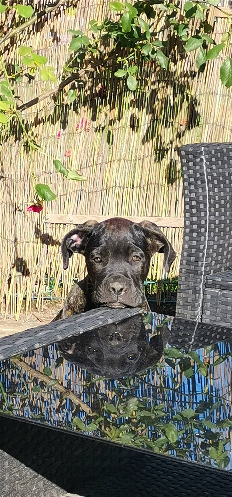 Radjah participe au concours pour gagner de l'argent avec cette photo : art, canidae, carnivore, companion_dog, dog, dog_breed, drawing, fawn, grass, guard_dog, mammal, painting, plant, snout, sporting_group, terrestrial_animal, vertebrate, wood, working_animal, wrinkle