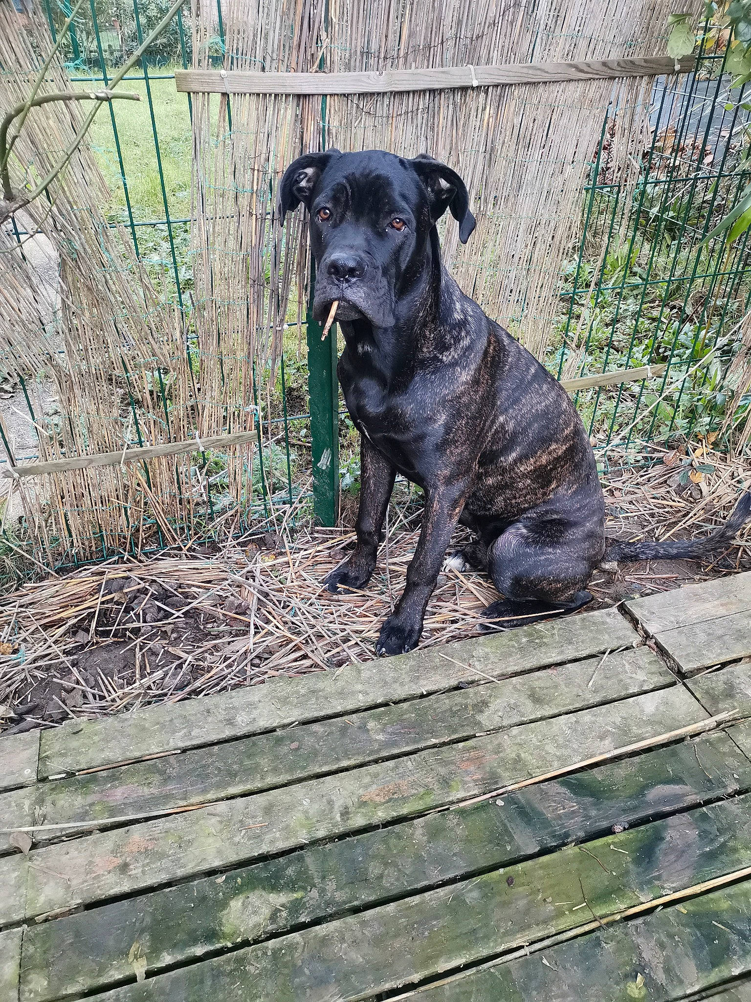 Radjah participe au concours pour gagner de l'argent avec cette photo : borador, canidae, carnivore, companion_dog, dog, dog_breed, dog_collar, fawn, fence, grass, guard_dog, gun_dog, molosser, pet_supply, plant, tail, terrestrial_animal, wood, working_animal, working_dog