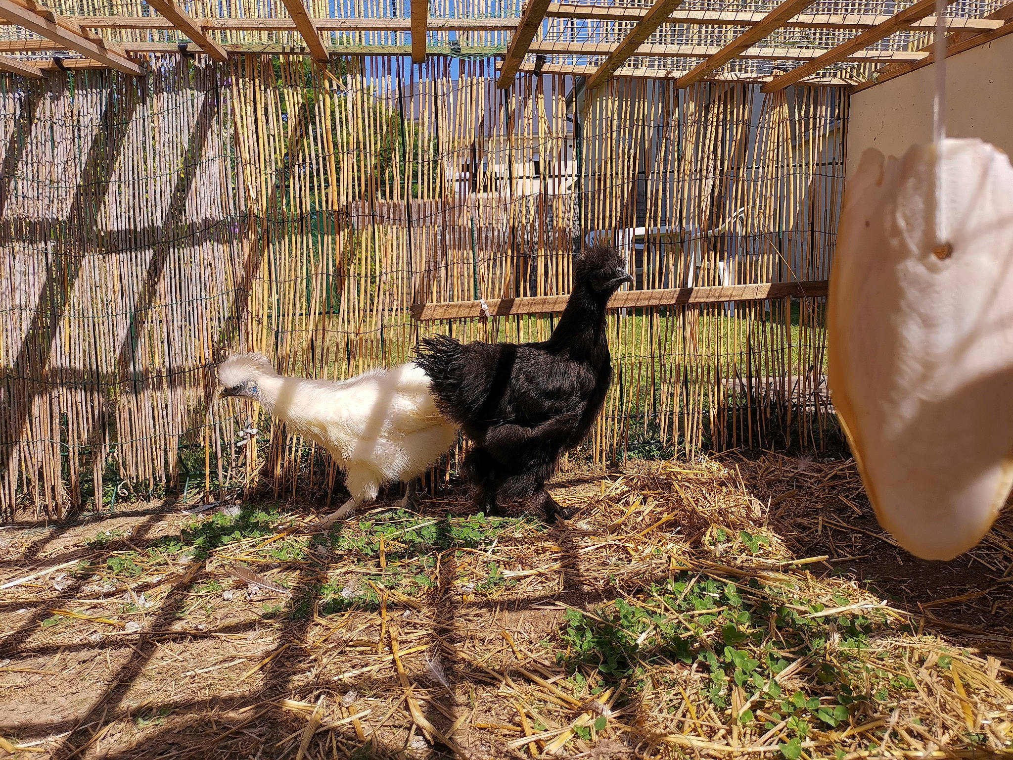 Guinness a rejoint le concours — aidez-le/la à gagner de superbes lots ! animal_shelter, beak, cage, chain_link_fencing, chicken, fawn, fence, flightless_bird, galliformes, goat, grass, livestock, mesh, phasianidae, plant, poultry, terrestrial_animal, tree, wire_fencing, wood