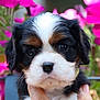 puppy, dog, close_up, tricolor, cute, face, black, white, brown, pet, animal, young, fluffy, portrait, outdoor, flower, pink, hand, nature, adorable