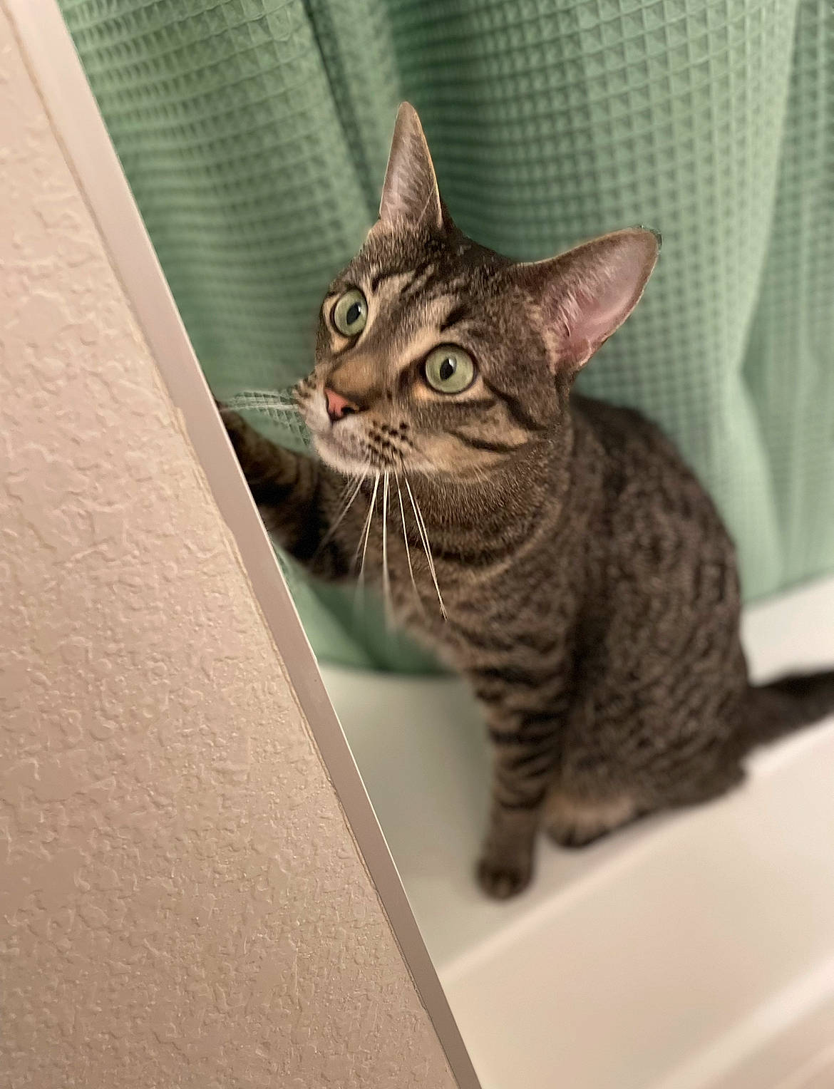Ana joined the competition — help win amazing prizes! carnivore, cat, domestic_short_haired_cat, door, eye, felidae, fixture, fur, small_to_medium_sized_cats, snout, terrestrial_animal, whiskers, window