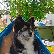 Una a rejoint le concours — aidez-le/la à gagner de superbes lots ! animal, backyard, black_and_white, canine, daylight, dog, fluffy, furniture, garden, greenery, hammock, leaves, nature, outdoor, pet, relaxing, resting, summer, sunlight, tree
