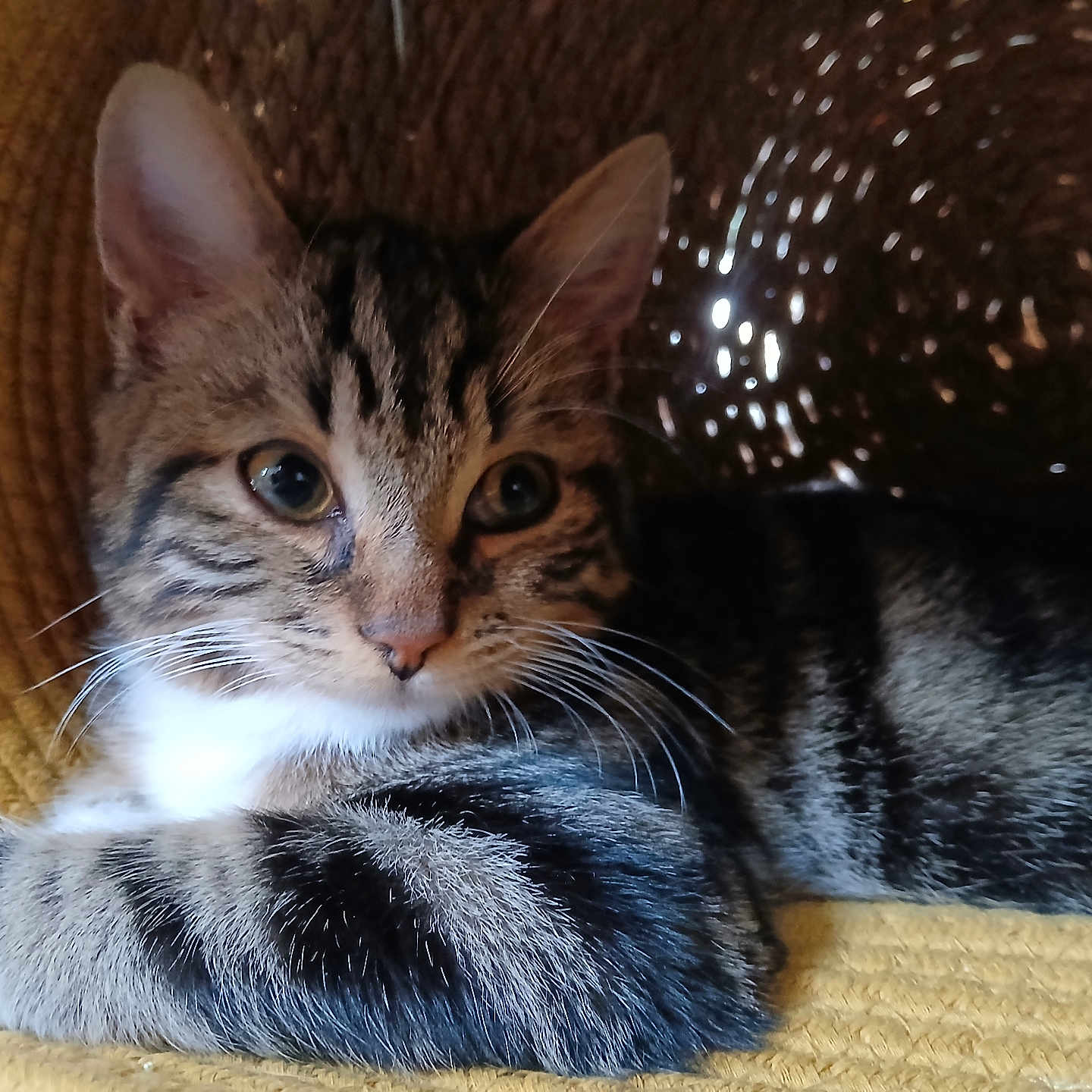 Panza participe au concours pour gagner de l'argent avec cette photo : animal, cat, closeup, cozy, cute, ears, feline, fur, indoor, kitten, laying, pet, portrait, relaxed, soft_light, striped, tabby, texture, whiskers, yellow