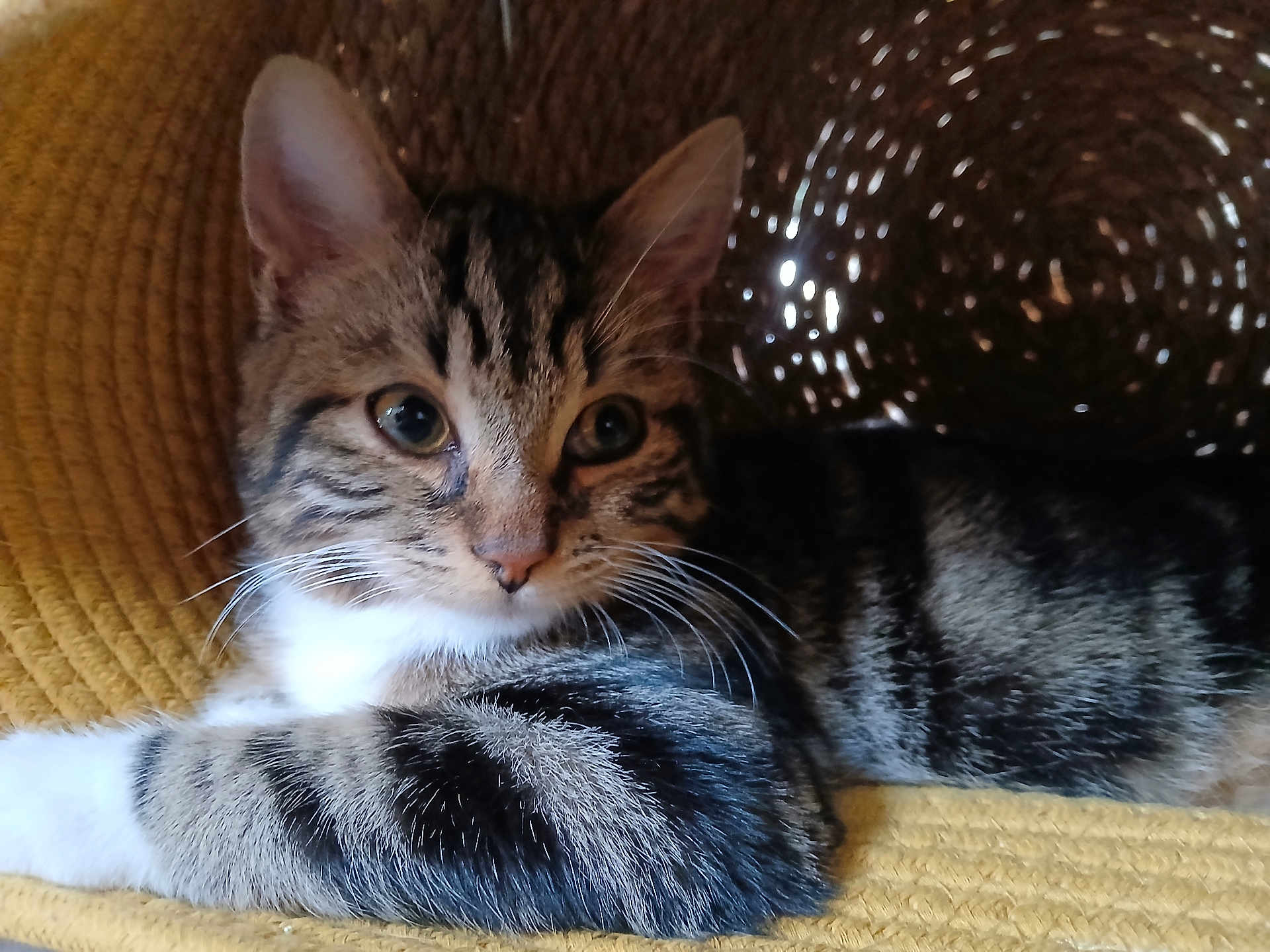Panza participe au concours pour gagner de l'argent avec cette photo : cat, kitten, tabby, animal, pet, feline, whiskers, ears, fur, striped, laying, relaxed, closeup, indoor, yellow, texture, cozy, soft_light, portrait, cute