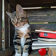 Panza participe au concours pour gagner de l'argent avec cette photo : kitten, cat, wooden_shelf, books, toy, curious, indoor, pet, small, feline, whiskers, playful, striped, white_paws, young, domestic_animal, closeup, cute, furniture, resting