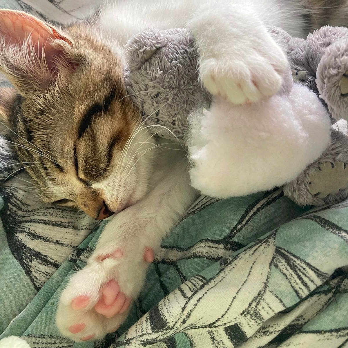 Lola Lady joined the competition — help win amazing prizes! abyssinian, animal, blanket, canine, cat, dog, furniture, kitten, manx, person, pet, plush, puppy, quilt, sleeping, toy