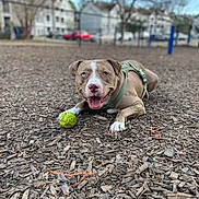 Prince is registered to the contest to win money with this photo: dog, pitbull, canine, tennis_ball, green_ball, harness, lying_down, panting, heterochromia, tongue_out, close_up, shallow_depth_of_field, wood_chips, playground, park, residential_background, trees, blue_sky, happy, pet