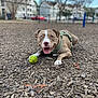 dog, pitbull, canine, tennis_ball, green_ball, harness, lying_down, panting, heterochromia, tongue_out, close_up, shallow_depth_of_field, wood_chips, playground, park, residential_background, trees, blue_sky, happy, pet