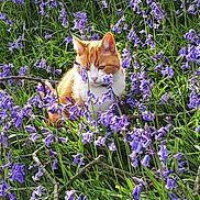 Belle is registered to the contest to win money with this photo: cat, orange_cat, white_cat, flowers, purple_flowers, grass, outdoor, nature, plants, greenery, sunlight, spring, flora, pet, animal, sitting, peaceful, garden, close_up, daylight