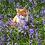 cat, orange_cat, white_cat, flowers, purple_flowers, grass, outdoor, nature, plants, greenery, sunlight, spring, flora, pet, animal, sitting, peaceful, garden, close_up, daylight