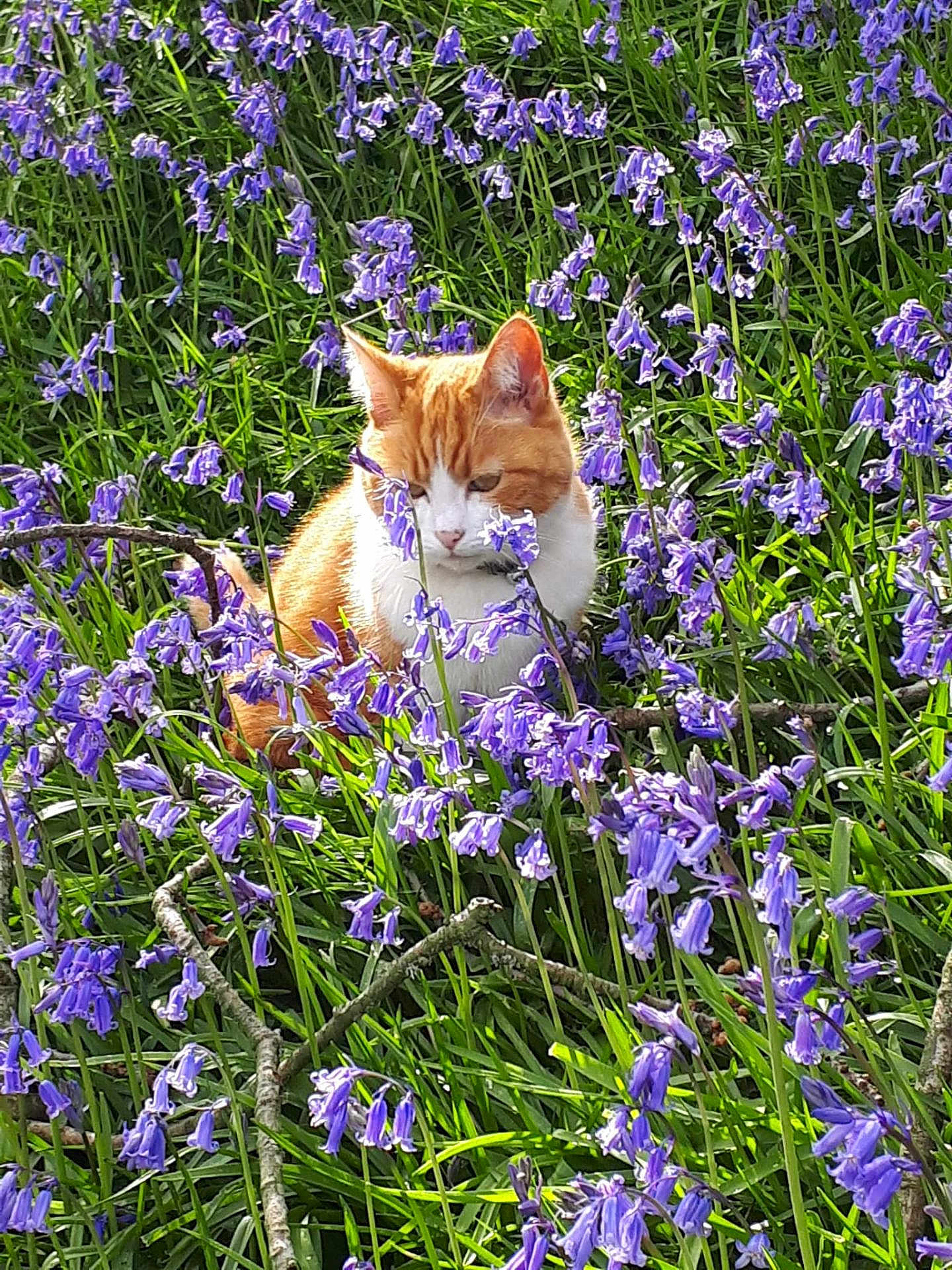 Belle is registered to the contest to win money with this photo: cat, orange_cat, white_cat, flowers, purple_flowers, grass, outdoor, nature, plants, greenery, sunlight, spring, flora, pet, animal, sitting, peaceful, garden, close_up, daylight