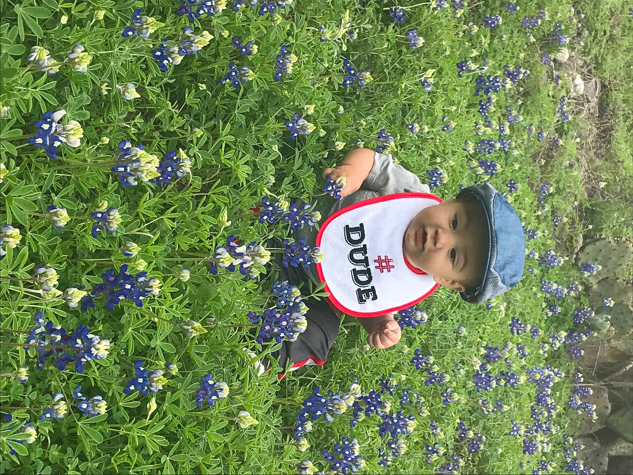 Fayezen is registered to the contest to win money with this photo: bluebonnet, crop, delphinium, english_lavender, flower, flowering_plant, headwear, herb, lavender, lupin, meadow, nepeta, person, plant, spring, texas_bluebonnet, wildflower