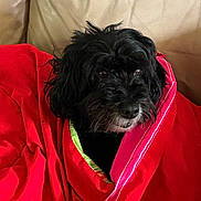 Heidi is registered to the contest to win money with this photo: dog, black_dog, blanket, red_blanket, couch, beige_couch, pet, fur, snout, ears, cozy, indoor, cute, animal, portrait, comfort, relaxation, fur_texture, canine, wrapped