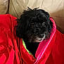 dog, black_dog, blanket, red_blanket, couch, beige_couch, pet, fur, snout, ears, cozy, indoor, cute, animal, portrait, comfort, relaxation, fur_texture, canine, wrapped