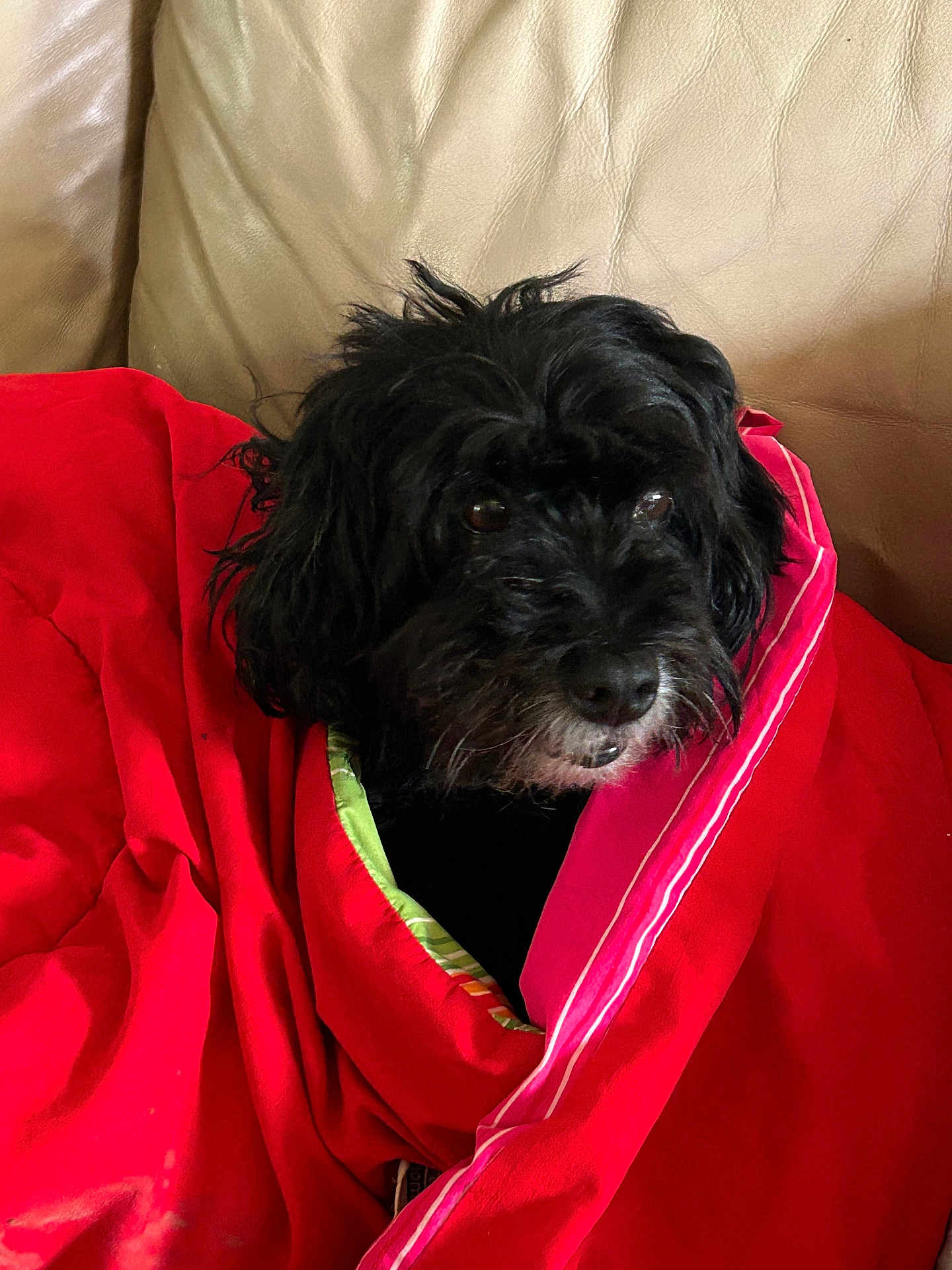 Heidi is registered to the contest to win money with this photo: dog, black_dog, blanket, red_blanket, couch, beige_couch, pet, fur, snout, ears, cozy, indoor, cute, animal, portrait, comfort, relaxation, fur_texture, canine, wrapped