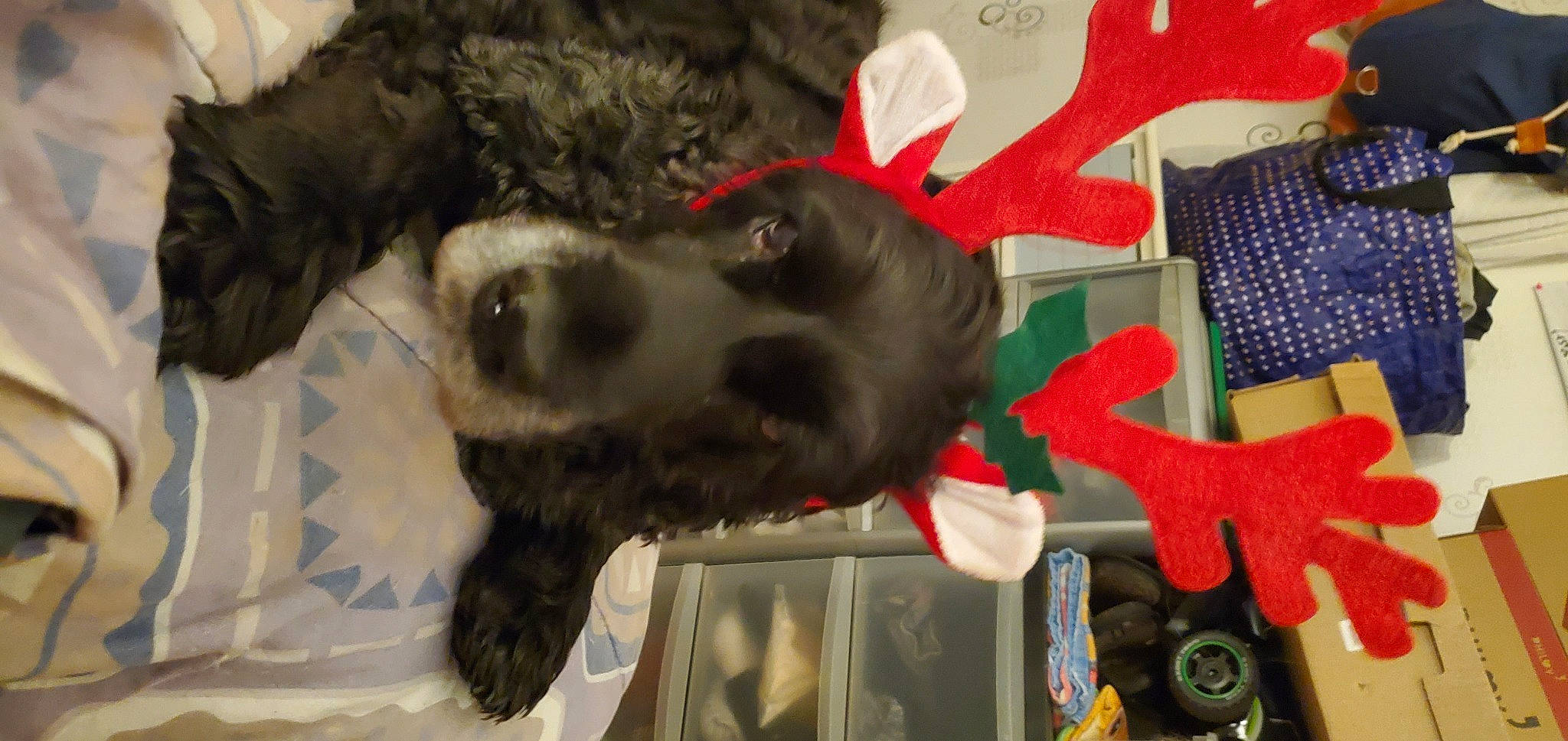 Vano a rejoint le concours — aidez-le/la à gagner de superbes lots ! canidae, carmine, carnivore, companion_dog, dog, dog_breed, event, fur, snout, sporting_group, tail, tree, working_animal