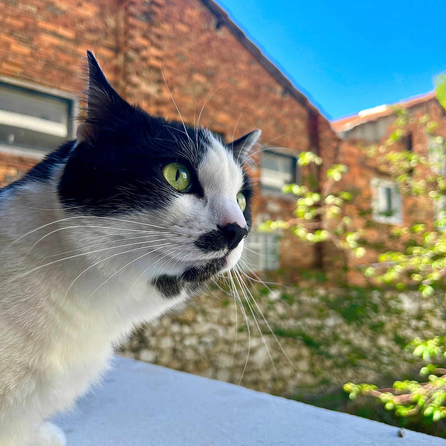 Ratatouille participe au concours pour gagner de l'argent avec cette photo : abyssinian, angora, animal, architecture, blackcat, brick, building, cat, house, housing, kitten, manx, outdoors, pet, roof, shelter, siamese, slate, wall, window
