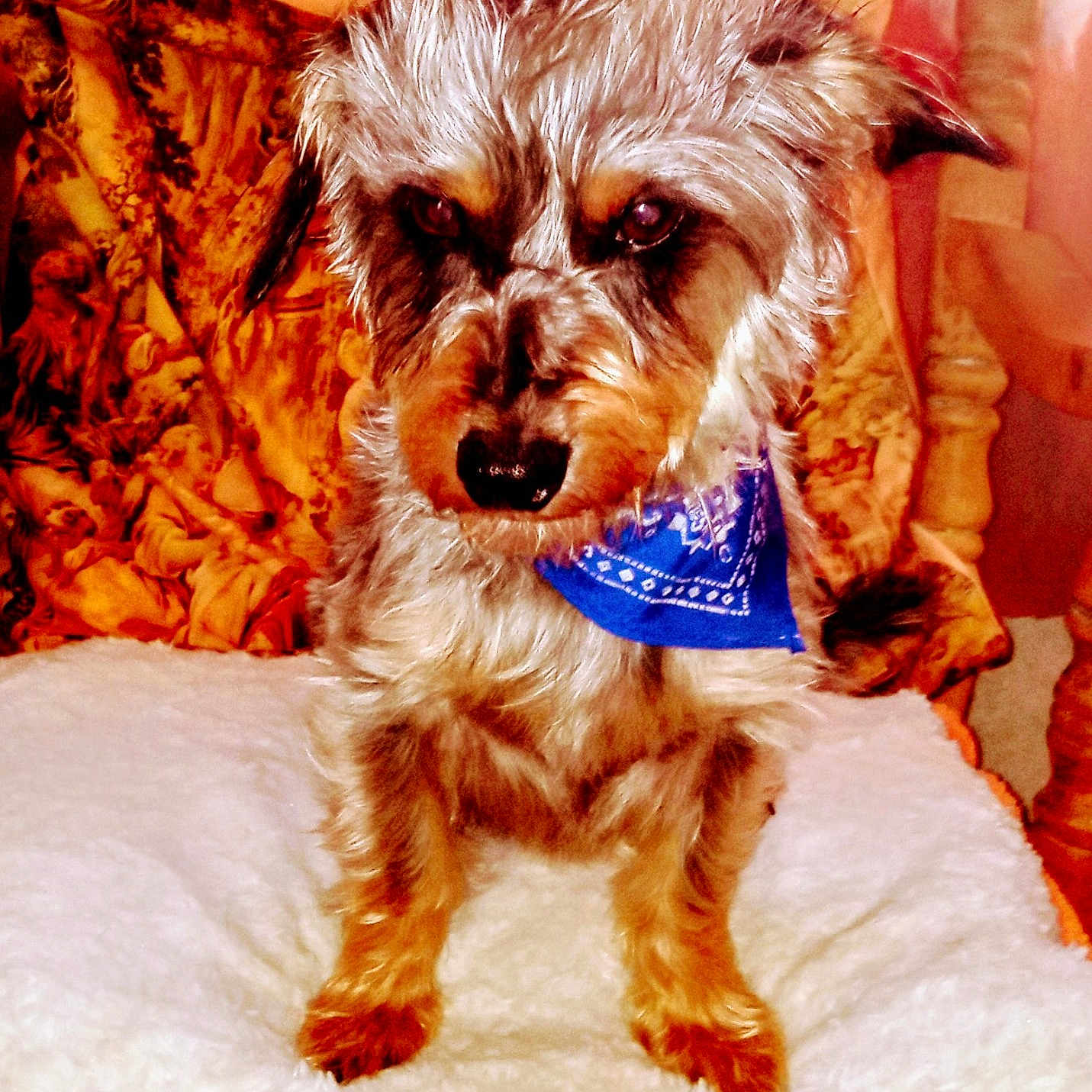 Ralph joined the competition — help win amazing prizes! animal, bandana, brown_fur, companion, cozy, cushion, cute, decorative, dog, domestic_animal, fluffy, fur, furry, indoor, pet, portrait, resting, sitting, small_dog, white_cushion