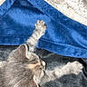 animal, black_blanket, blanket, blue_blanket, cat, closeup, cozy, cream_blanket, cute, feline, fur, indoor, kitten, paw, pet, resting, sleepy, soft_texture, stretching, young_cat