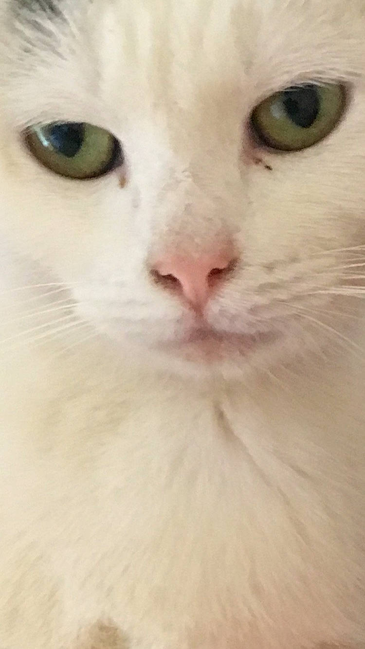 Arlety participe au concours pour gagner de l'argent avec cette photo : aegean_cat, burmilla, cat, cat_like_mammal, close_up, domestic_short_haired_cat, eye, face, fur, iris, khao_manee, kitten, nose, organ, person, skin, small_to_medium_sized_cats, snout, turkish_angora, turkish_van