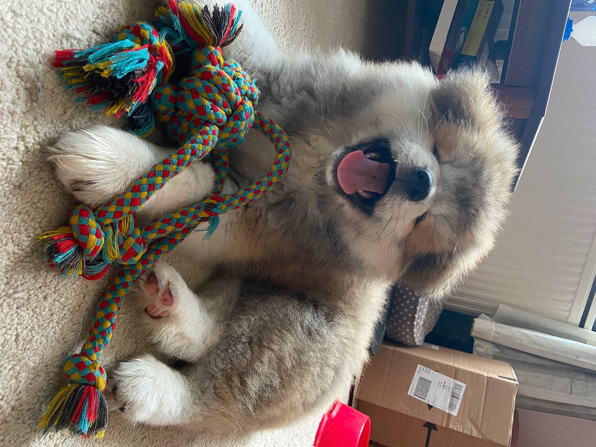 Akari joined the competition — help win amazing prizes! carnivore, cat, claw, collar, domestic_short_haired_cat, felidae, fur, grey, natural_material, pattern, paw, russian_blue, small_to_medium_sized_cats, snout, tail, terrestrial_animal, whiskers