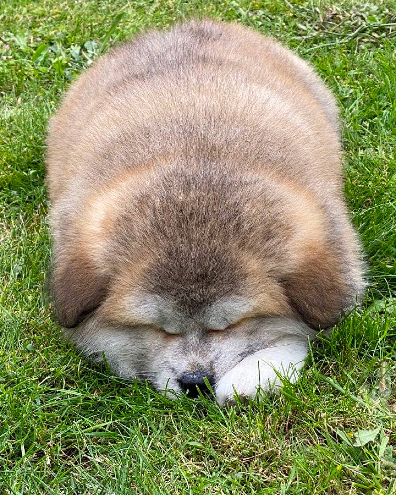 Akari is registered to the contest to win money with this photo: canidae, carnivore, companion_dog, dog_breed, fawn, fur, grass, grassland, groundcover, liver, pasture, plant, puppy, reef, snout, sporting_group, terrestrial_animal, whiskers, wildlife