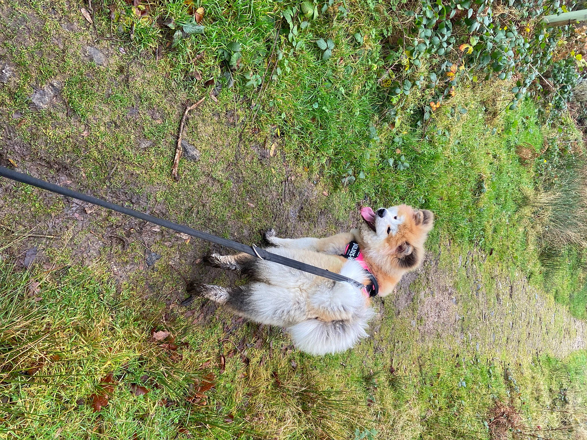 Akari is registered to the contest to win money with this photo: canidae, carnivore, collar, companion_dog, dog, dog_breed, dog_clothes, dog_hiking, dog_supply, fawn, grass, grass_family, grassland, leash, plant, shrub, shrubland, sporting_group, tail, terrier