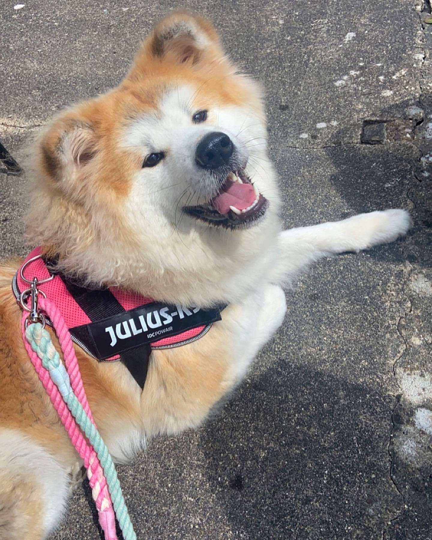 Akari is registered to the contest to win money with this photo: asphalt, canidae, carnivore, collar, companion_dog, dog, dog_breed, dog_collar, dog_supply, fawn, fur, german_spitz_klein, leash, paw, pet_supply, snout, spitz, sporting_group, tail, working_animal