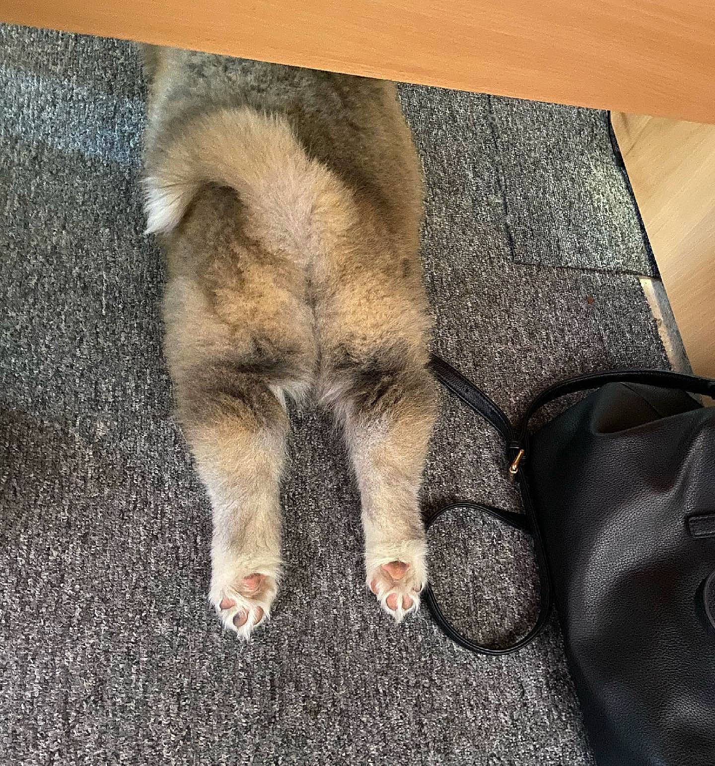 Akari is registered to the contest to win money with this photo: asphalt, carnivore, claw, comfort, companion_dog, dog, dog_breed, felidae, flooring, foot, fur, human_leg, luggage_and_bags, paw, road_surface, small_to_medium_sized_cats, snout, tail, terrestrial_animal, whiskers