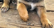 Sparrow is registered to the contest to win money with this photo: adorable, animal, brown, closeup, curious, cute, dog, ears, face, fur, ground, looking, nature, outdoor, paws, pet, portrait, puppy, wood, young