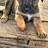 puppy, dog, animal, outdoor, wood, brown, fur, pet, cute, young, ears, paws, face, looking, nature, ground, closeup, adorable, portrait, curious