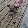 Sparrow joined the competition — help win amazing prizes! animal, bare_feet, brown_fur, companion, cute, dog, domestic_animal, happy, outdoor, pet, playful, puppy, sitting, small_dog, summer, tongue, tongue_out, wood_planks, wooden_deck, young_dog