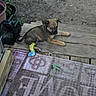 Sparrow joined the competition — help win amazing prizes! animal, black_fur, brown_fur, cast, curious, dirt, dog, garden, hose, injury, looking_back, outdoor, pet, potted_plant, puppy, resting, small_dog, welcome_mat, wooden_steps, young_dog