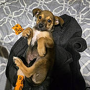 Sparrow is registered to the contest to win money with this photo: animal, bandage, bed, black, blanket, brown, cute, dog, fur, indoor, lying_down, paw_print, pet, playful, puppy, relaxed, sleepy, towel, white, young