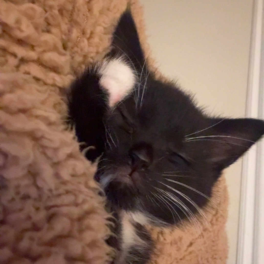 Loki