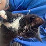 animal, black_and_white, blue_shirt, casual, cat, close_up, cozy, curious, cute, domestic, furry, indoor, kitten, person, pet, resting, soft, tattoo, whiskers, young