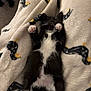 adorable, animal, black_and_white, blanket, cat, cozy, cute, feline, fur, indoor, kitten, paws, pet, relaxed, resting, sleeping, soft, tuxedo_cat, whiskers, young