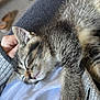 Shadow is registered to the contest to win money with this photo: carpet, cat, closeup, cozy, cute, domestic, feline, fur, gray_sweater, hand, indoor, kitten, paw, person, pet, relaxing, resting, shoe, sleeping, white_shirt